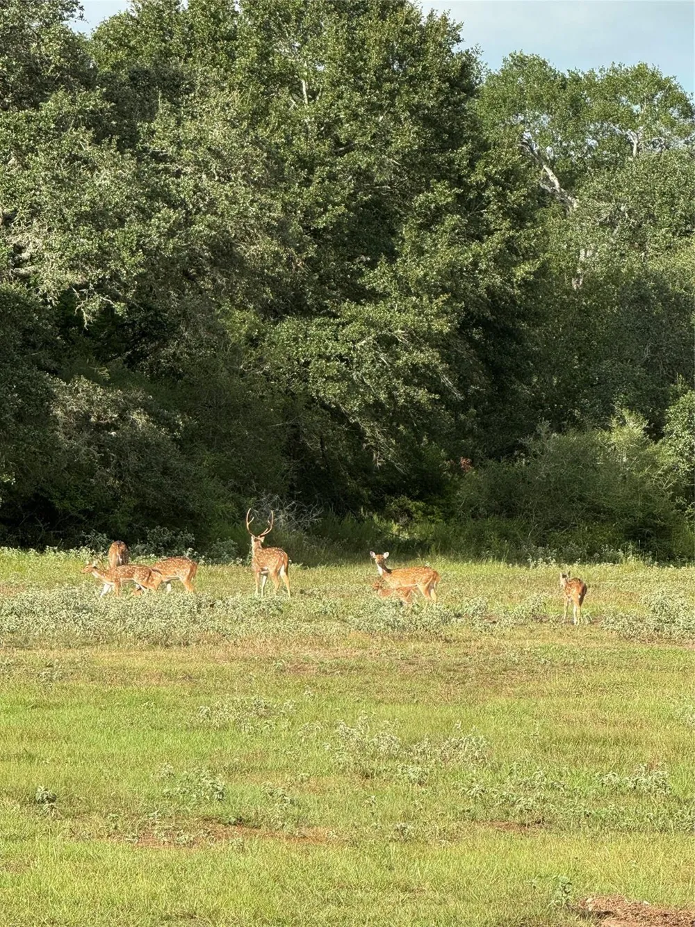 County Road 175 Garwood, TX 77442