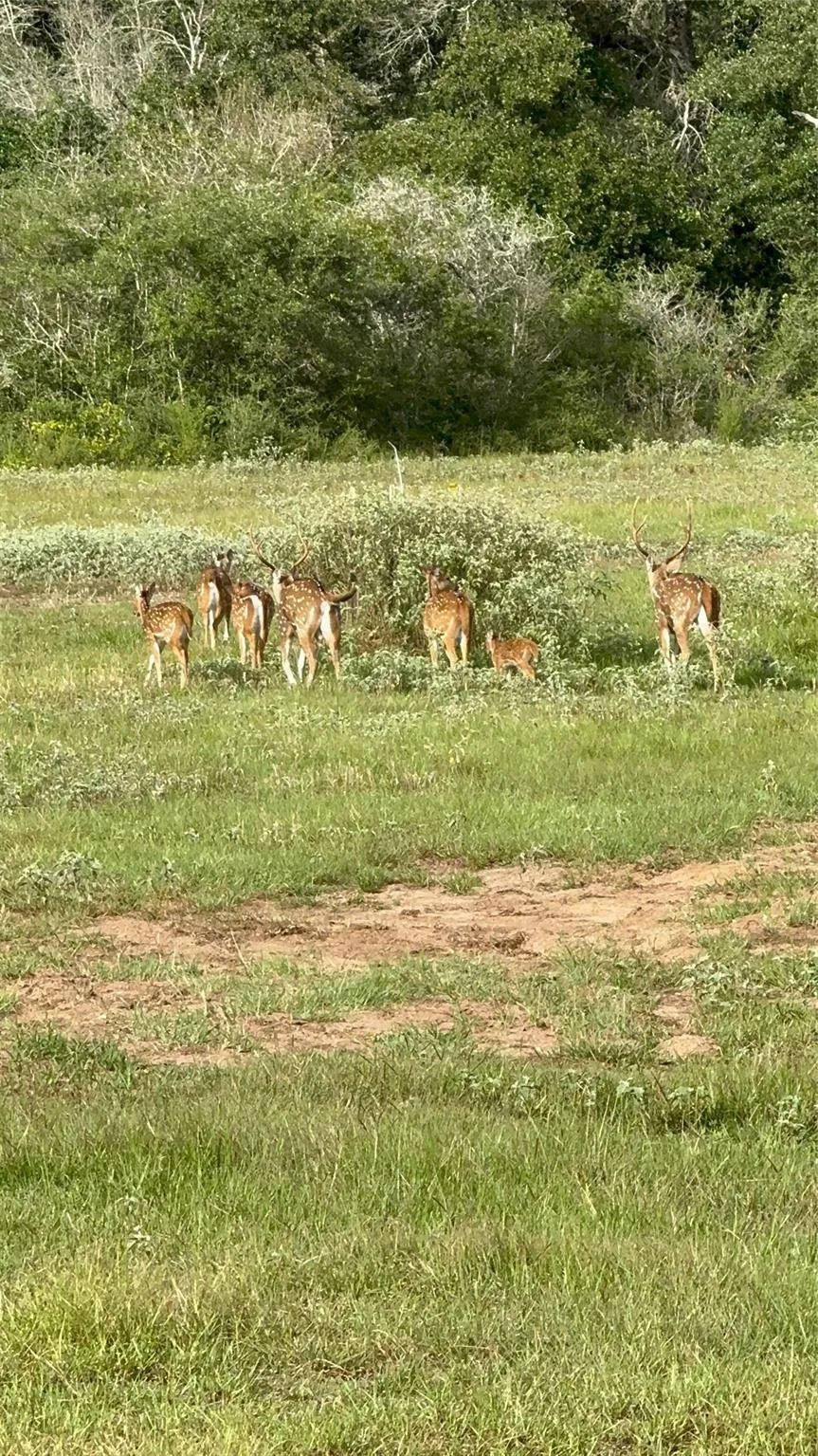 County Road 175 Garwood, TX 77442