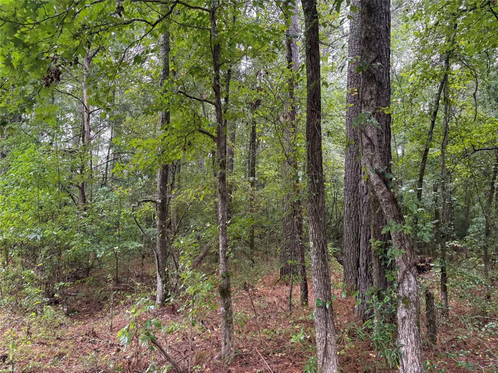 Fox Skin Drive Haughton, LA 71037