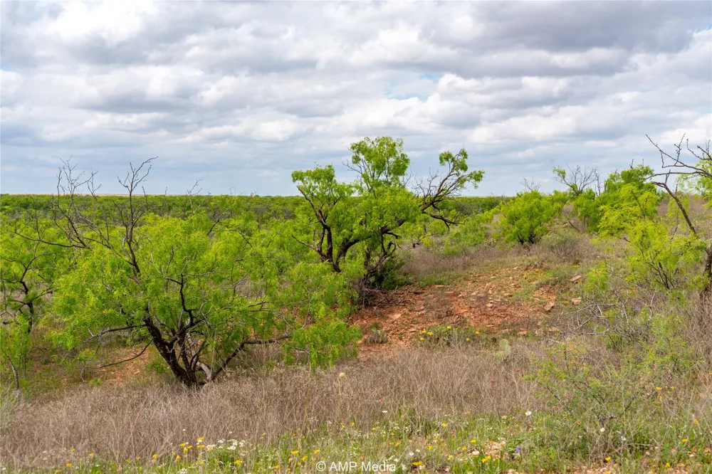 CR 195 Anson, TX 79501