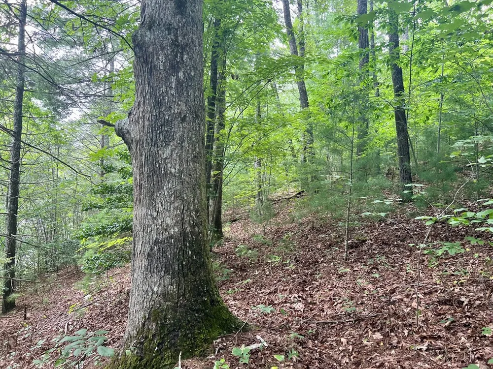 Jake Taylor Road Murphy, NC 28906