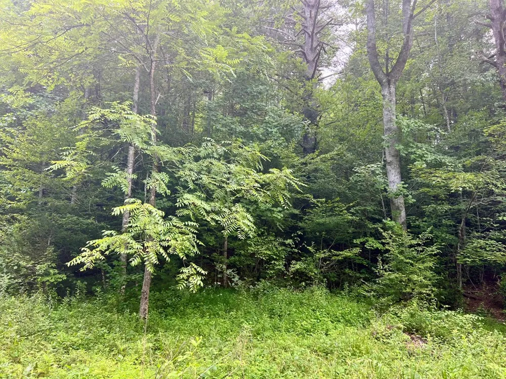 Jake Taylor Road Murphy, NC 28906