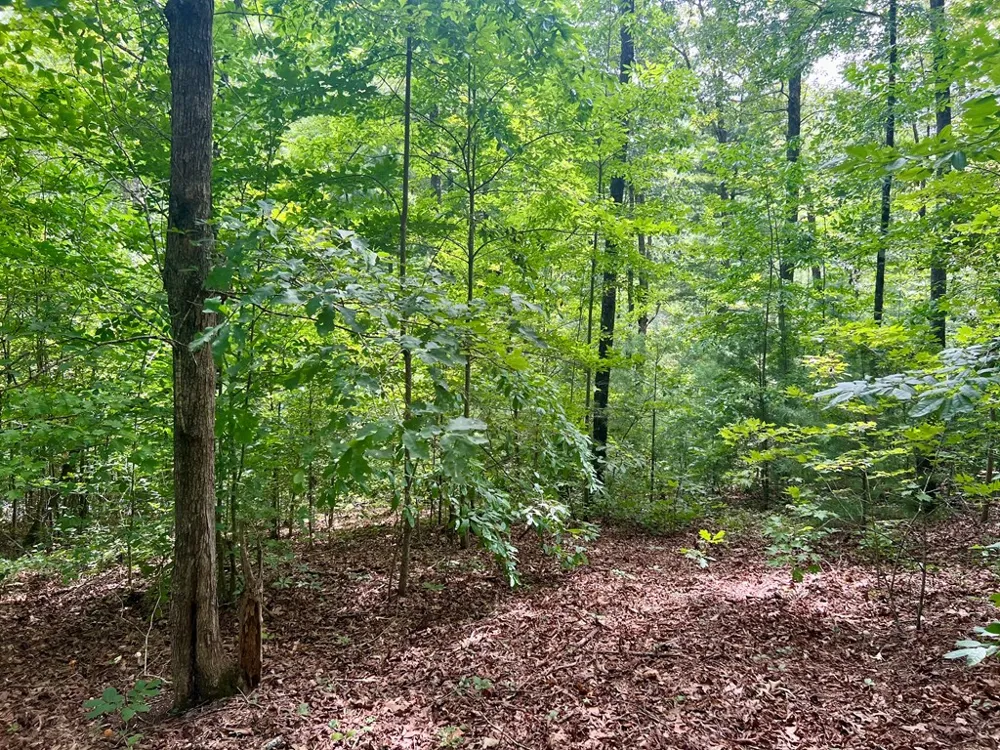 Jake Taylor Road Murphy, NC 28906