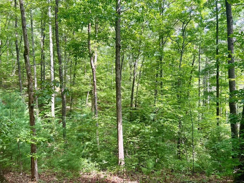Jake Taylor Road Murphy, NC 28906