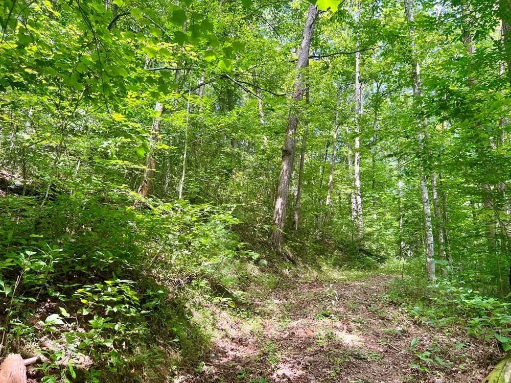 Jake Taylor Road Murphy, NC 28906