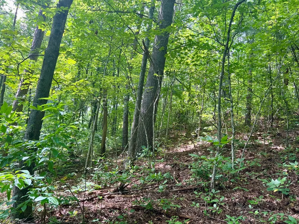 Jake Taylor Road Murphy, NC 28906