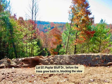 3.31 acres, Lot 37 Poplar Bluff Drive SE #37