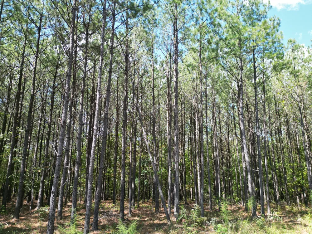 36 Pioneer Dr Linden, TN 37096