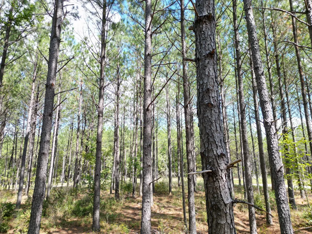 36 Pioneer Dr Linden, TN 37096