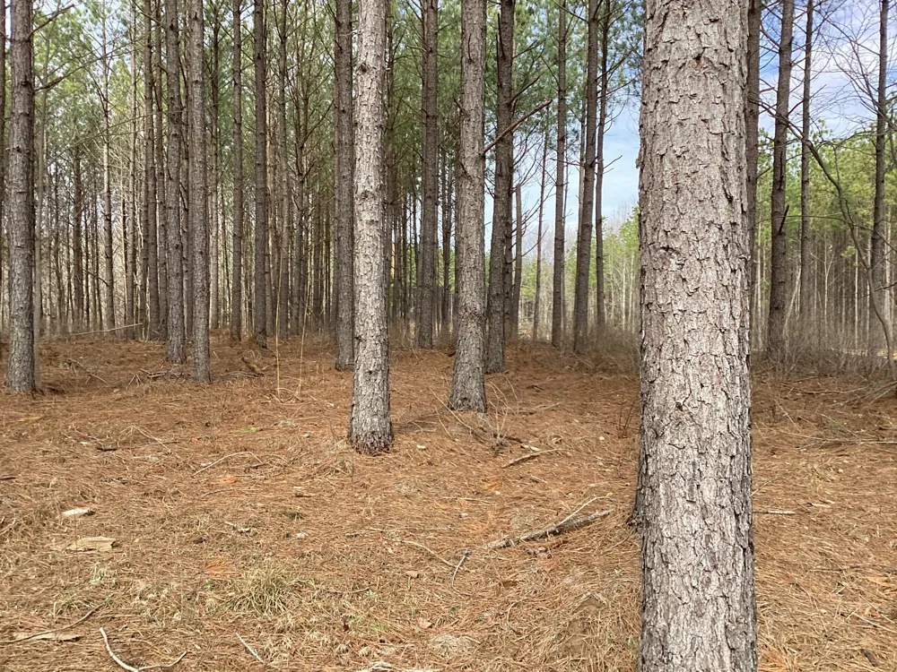 36 Pioneer Dr Linden, TN 37096