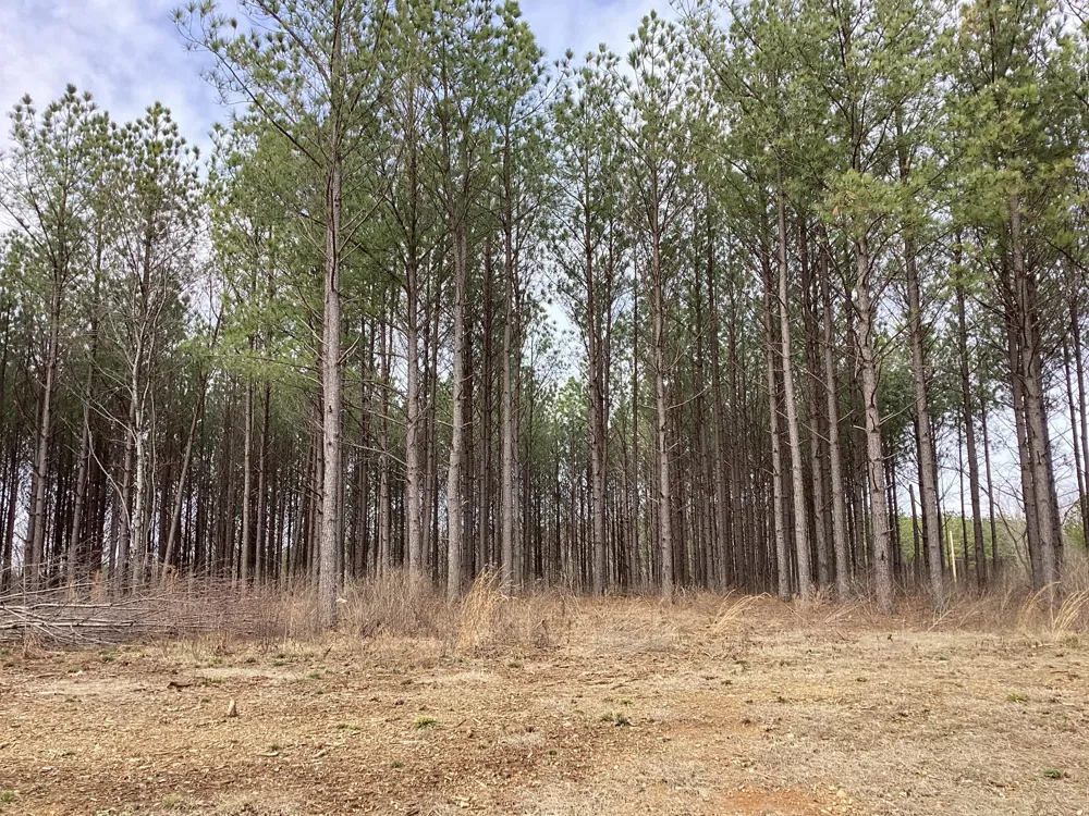36 Pioneer Dr Linden, TN 37096