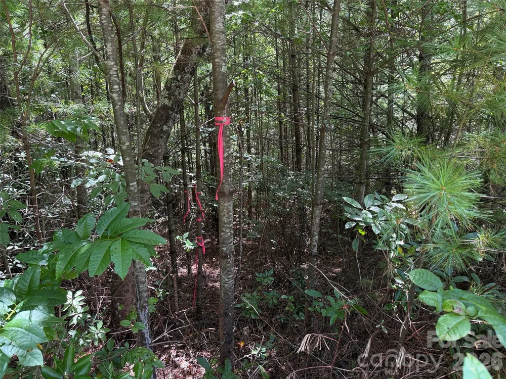 TBD Staghorn Road #163 Purlear, NC 28665