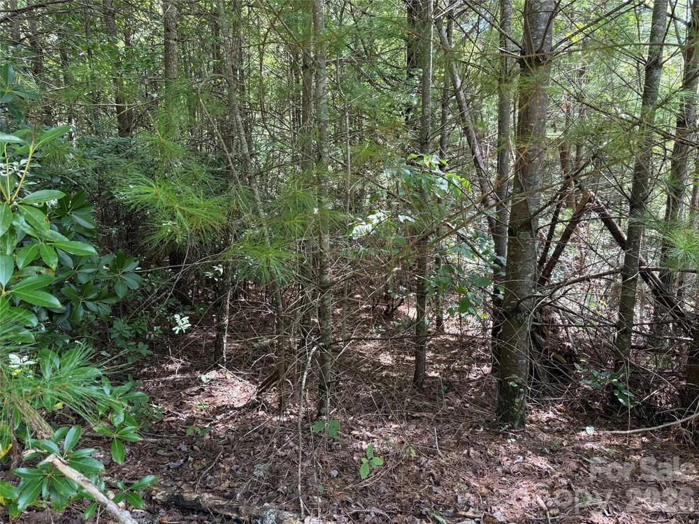 TBD Staghorn Road #163 Purlear, NC 28665
