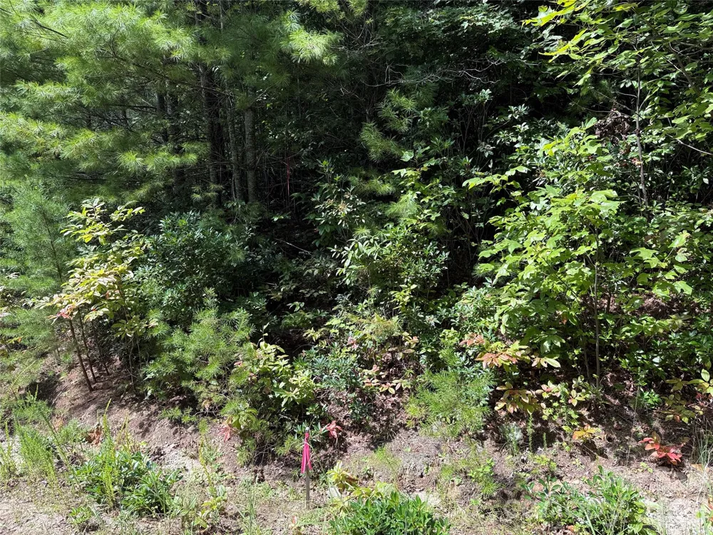 TBD Staghorn Road #163 Purlear, NC 28665