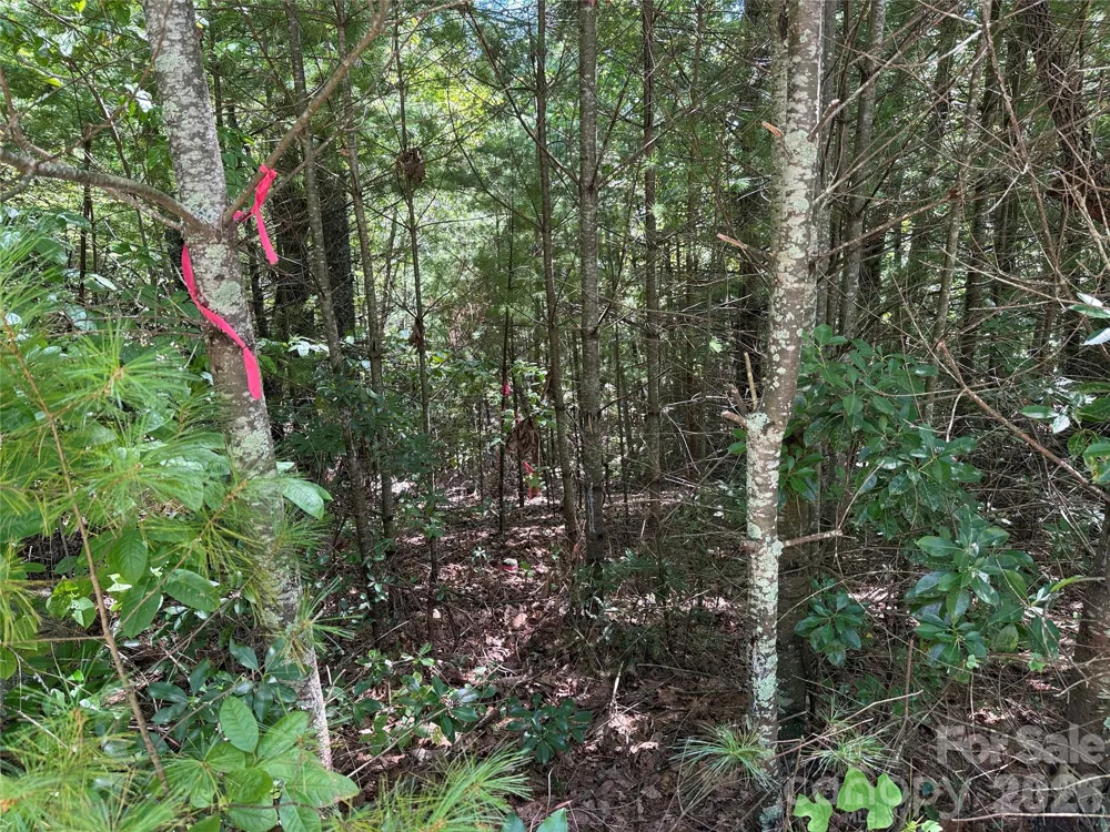 TBD Staghorn Road #163 Purlear, NC 28665