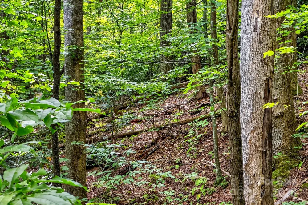 100 Comet Falls Trail #235 Black Mountain, NC 28711
