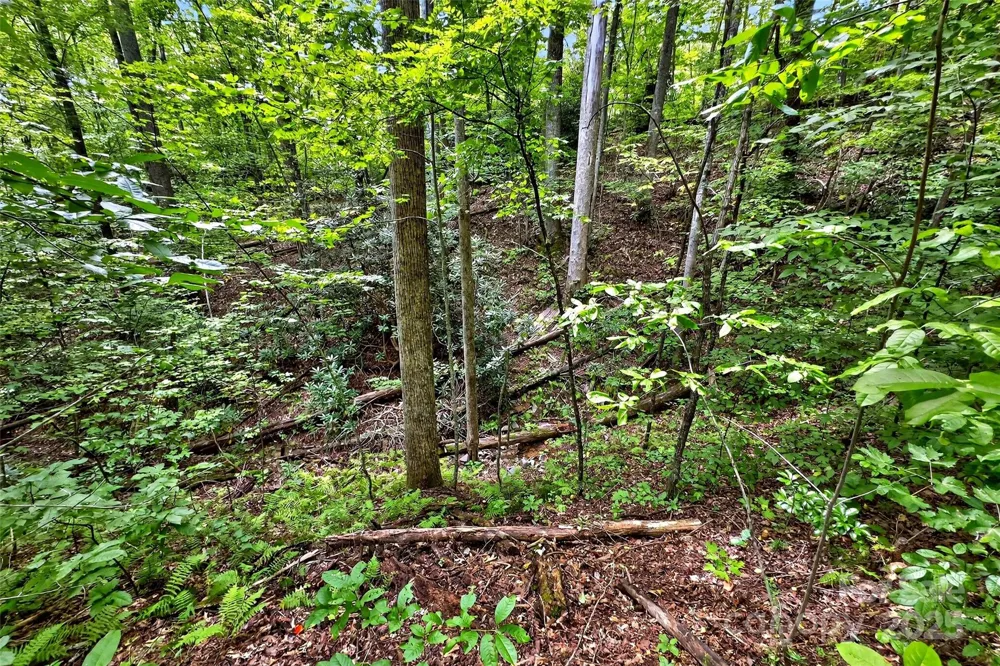 100 Comet Falls Trail #235 Black Mountain, NC 28711