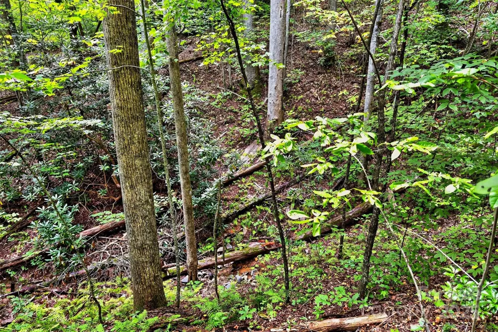 100 Comet Falls Trail #235 Black Mountain, NC 28711