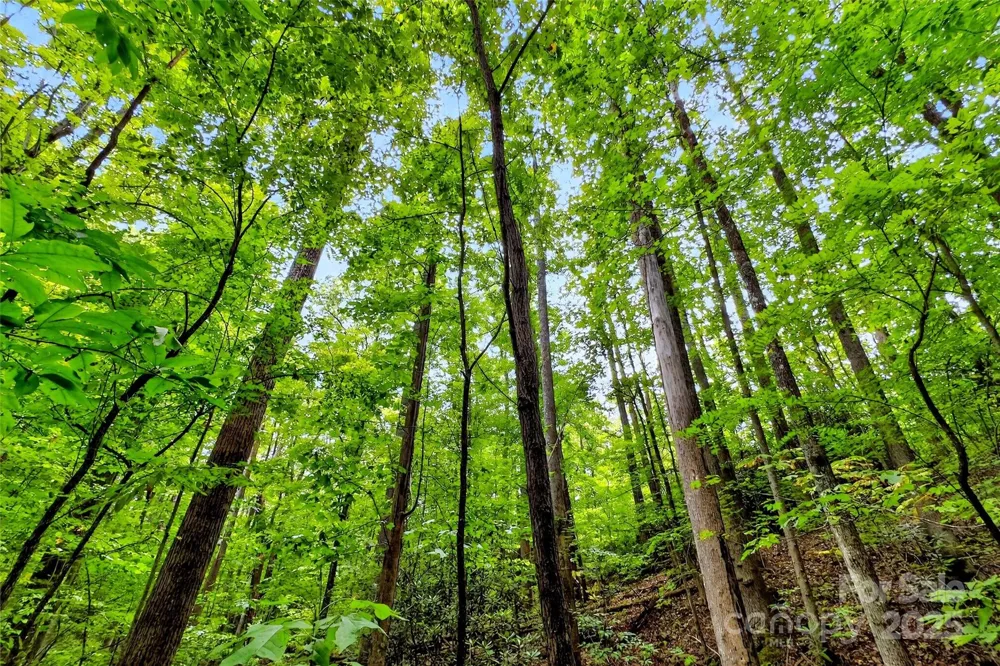 100 Comet Falls Trail #235 Black Mountain, NC 28711
