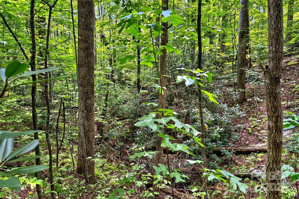 100 Comet Falls Trail #235 Black Mountain, NC 28711