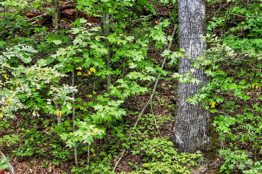 100 Comet Falls Trail #235 Black Mountain, NC 28711