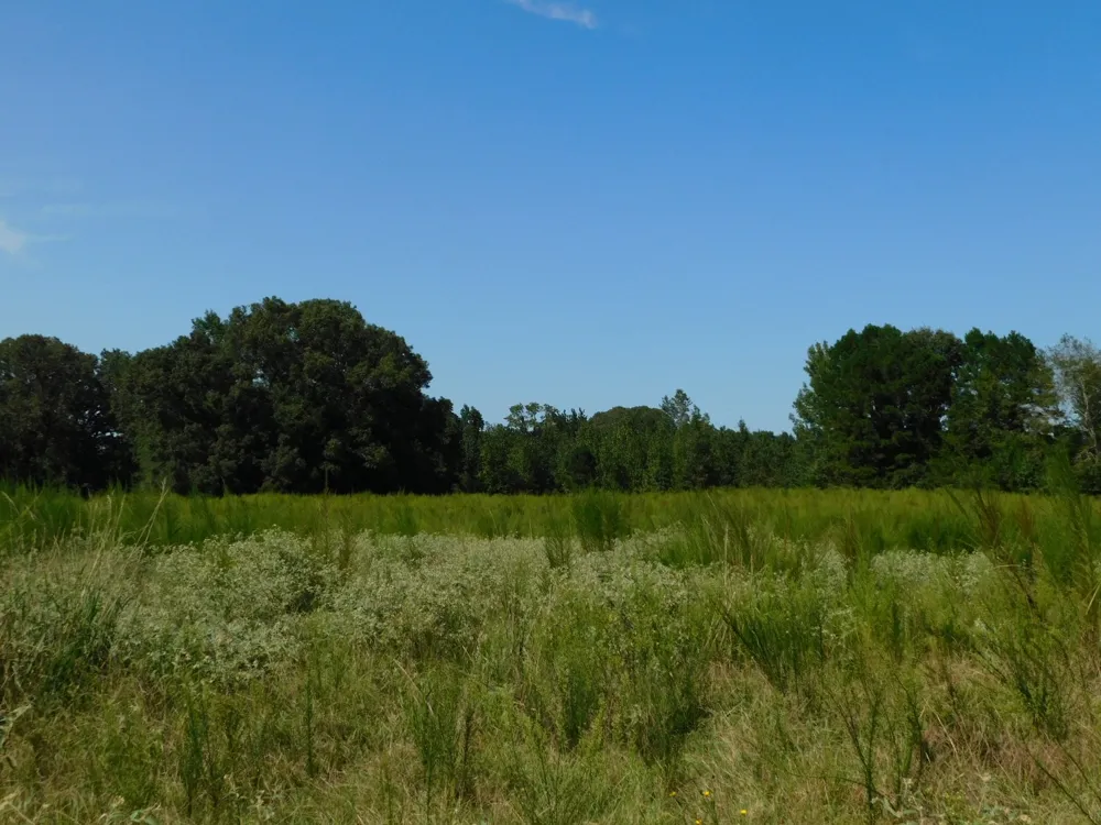 Cox Road Sarepta, LA 71071