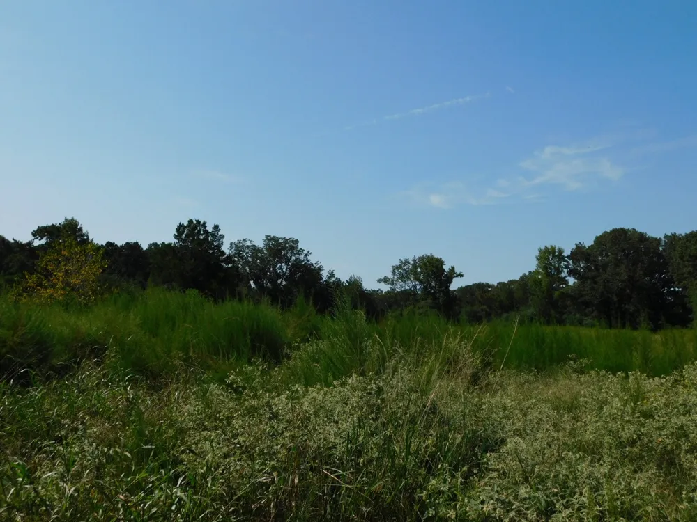 Cox Road Sarepta, LA 71071