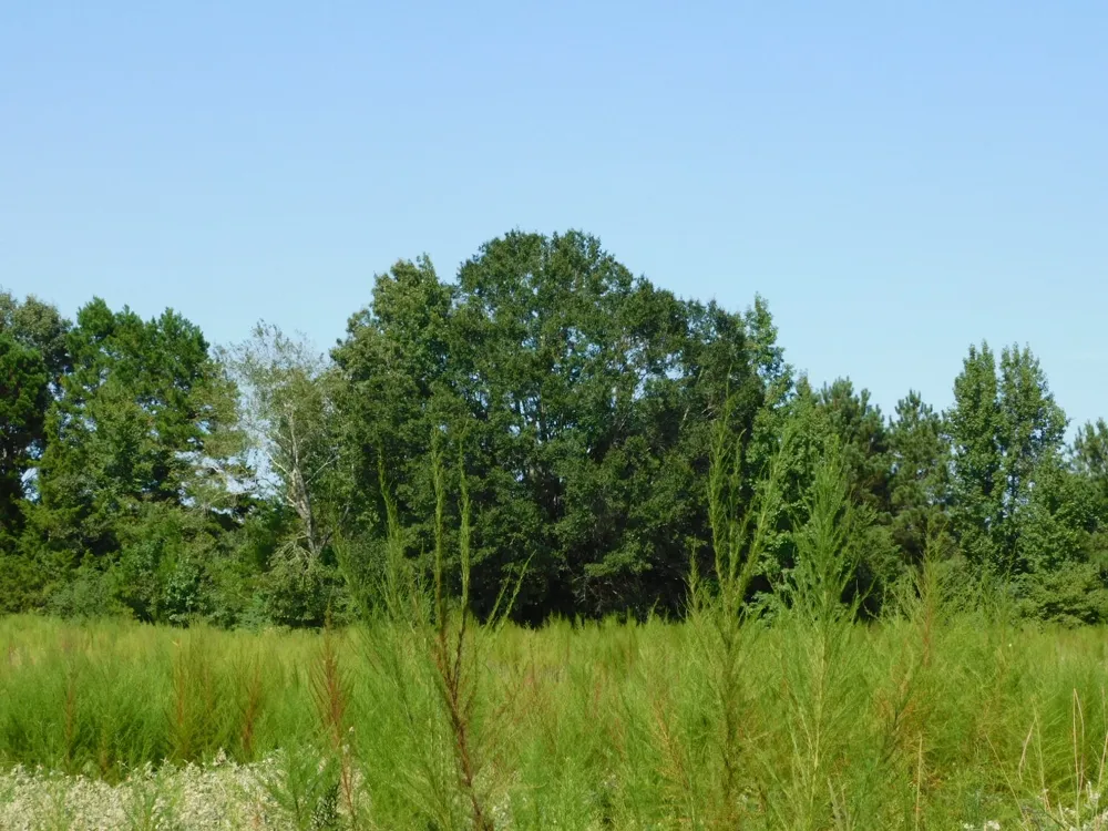 Cox Road Sarepta, LA 71071