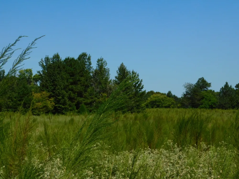 Cox Road Sarepta, LA 71071