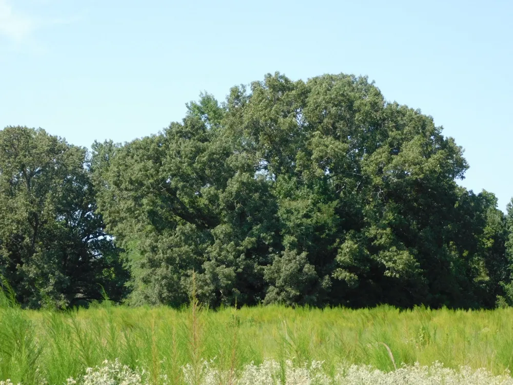 Cox Road Sarepta, LA 71071