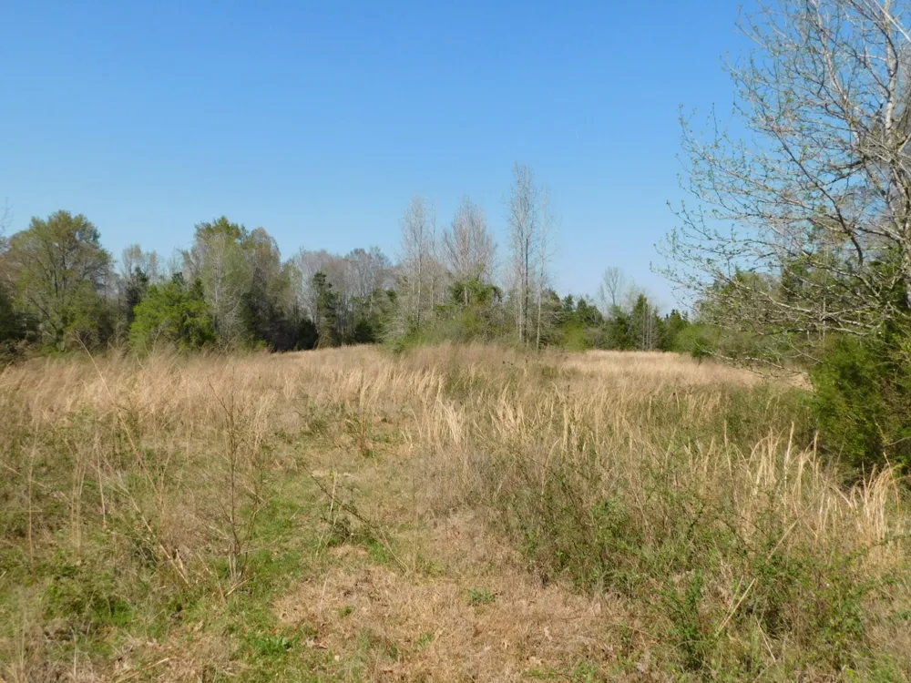 Cox Road Sarepta, LA 71071