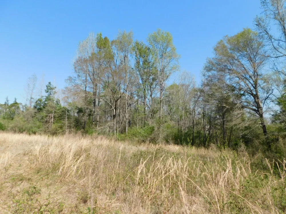 Cox Road Sarepta, LA 71071