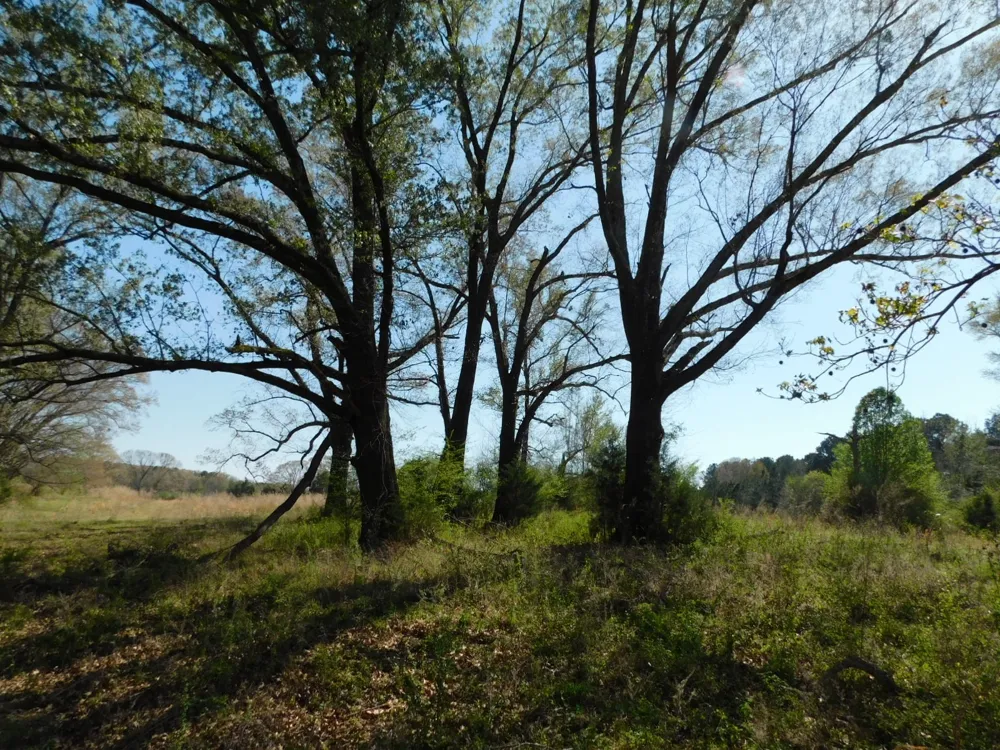 Cox Road Sarepta, LA 71071