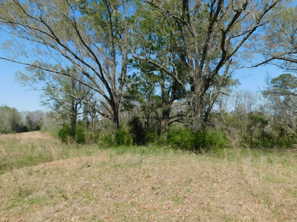 Cox Road Sarepta, LA 71071