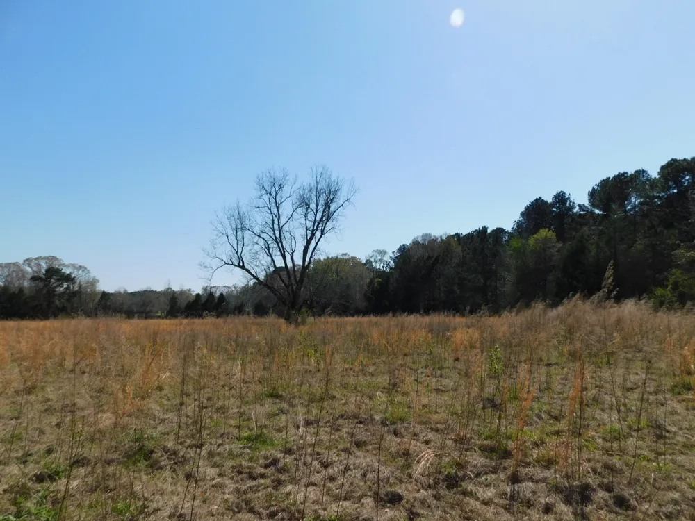 Cox Road Sarepta, LA 71071