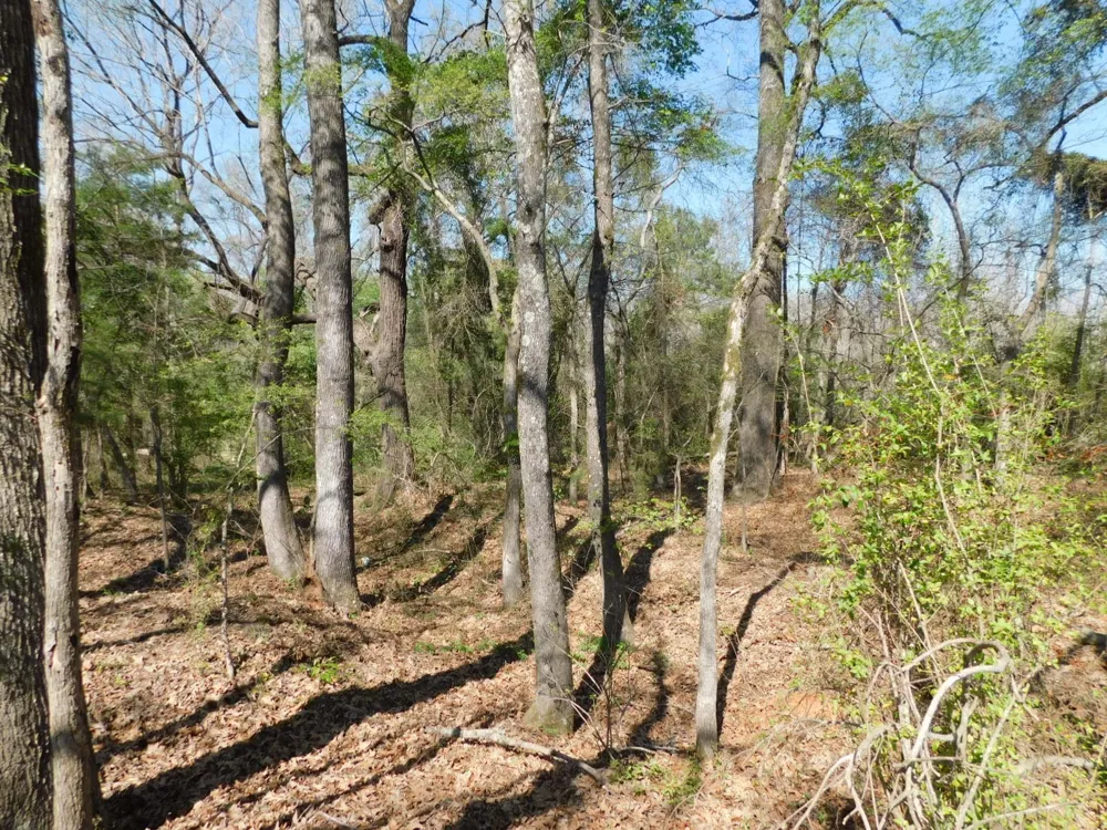 Cox Road Sarepta, LA 71071
