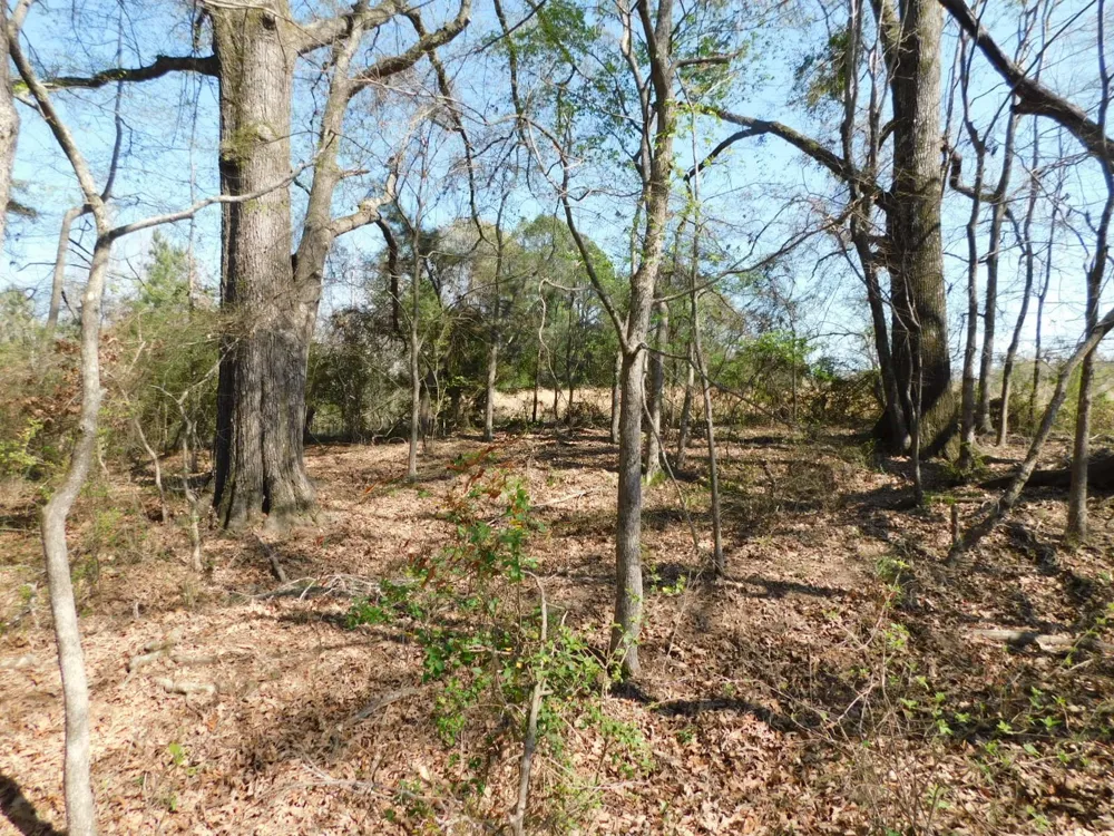 Cox Road Sarepta, LA 71071