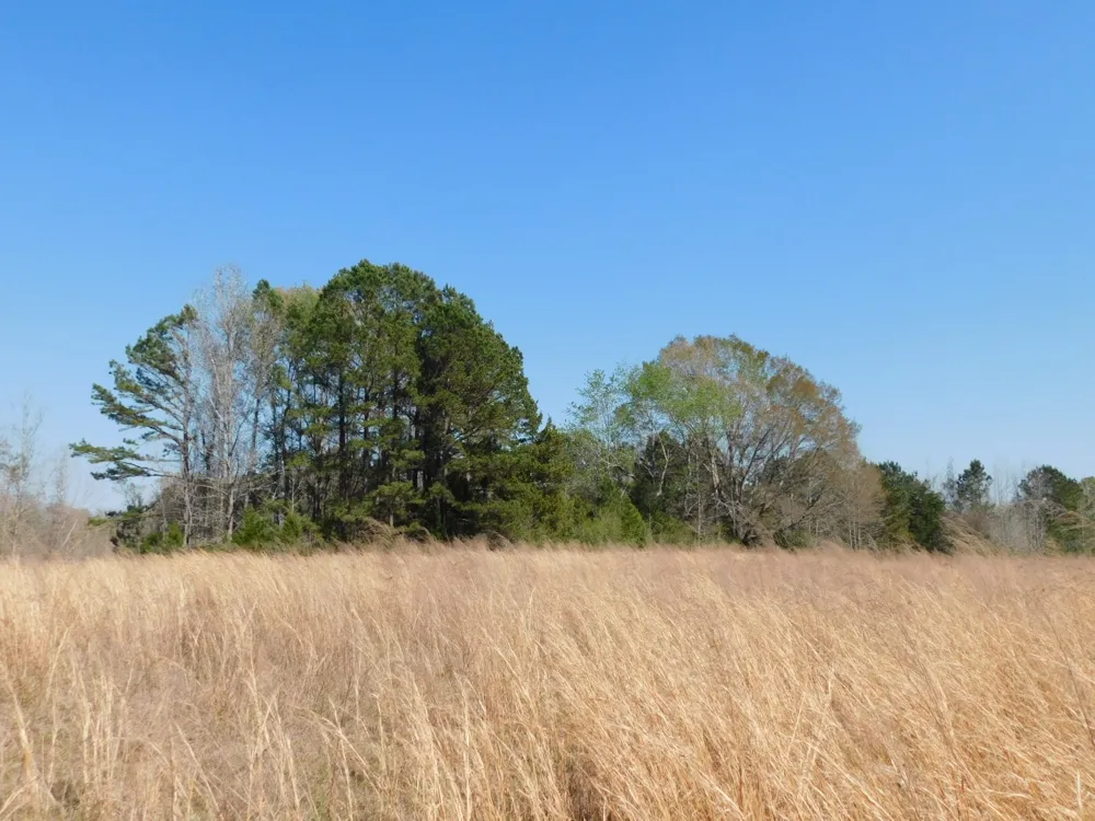 Cox Road Sarepta, LA 71071