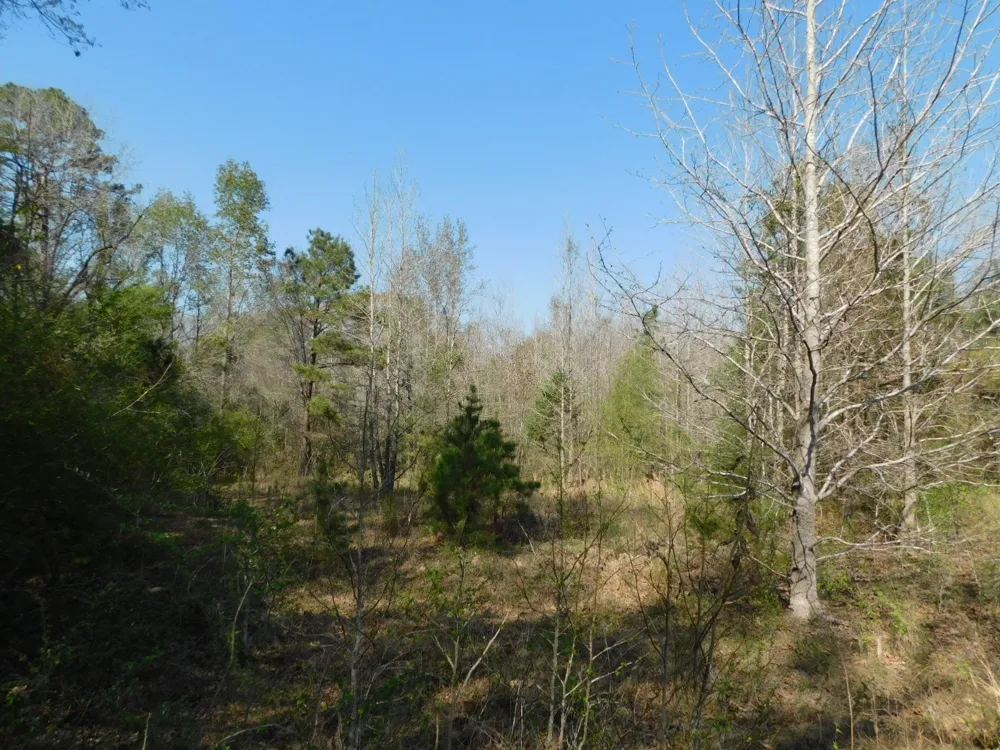 Cox Road Sarepta, LA 71071
