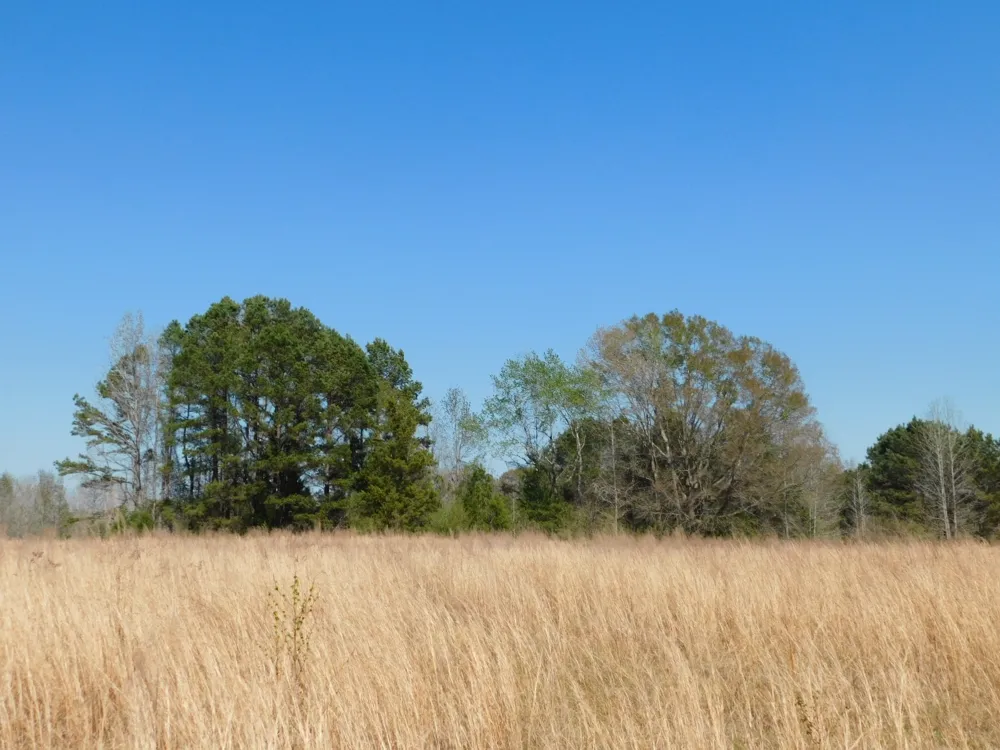Cox Road Sarepta, LA 71071
