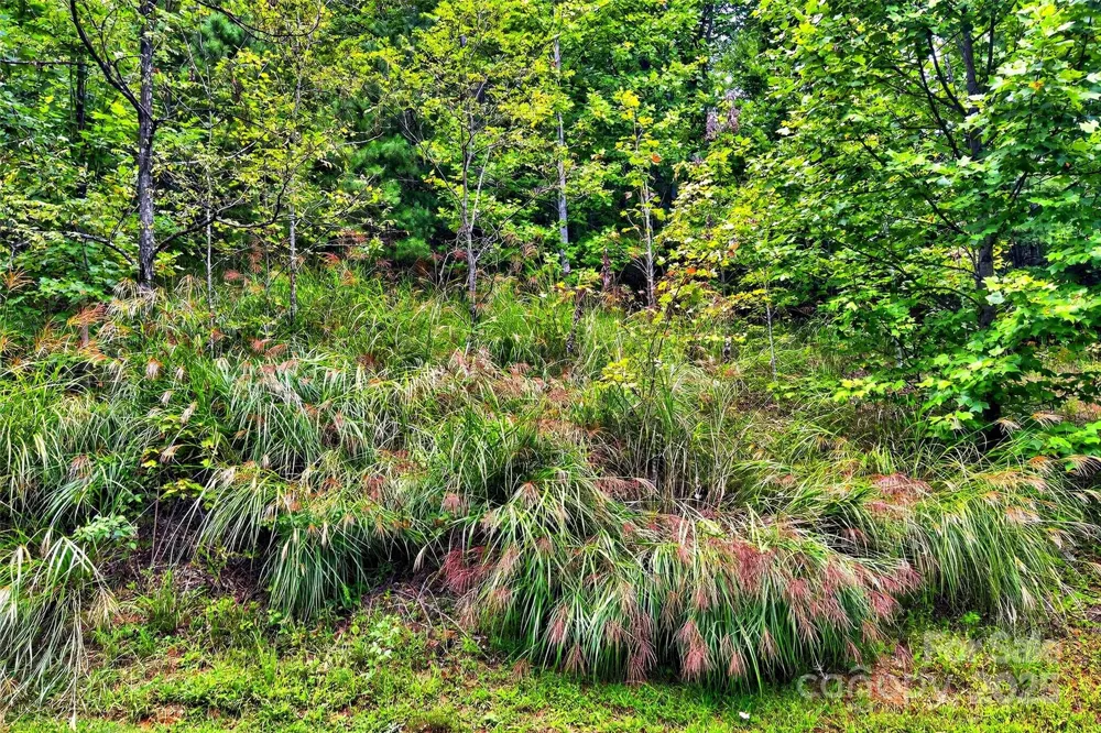 1696 Catawba Falls Parkway #190 Black Mountain, NC 28711