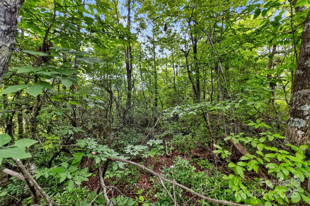 1696 Catawba Falls Parkway #190 Black Mountain, NC 28711