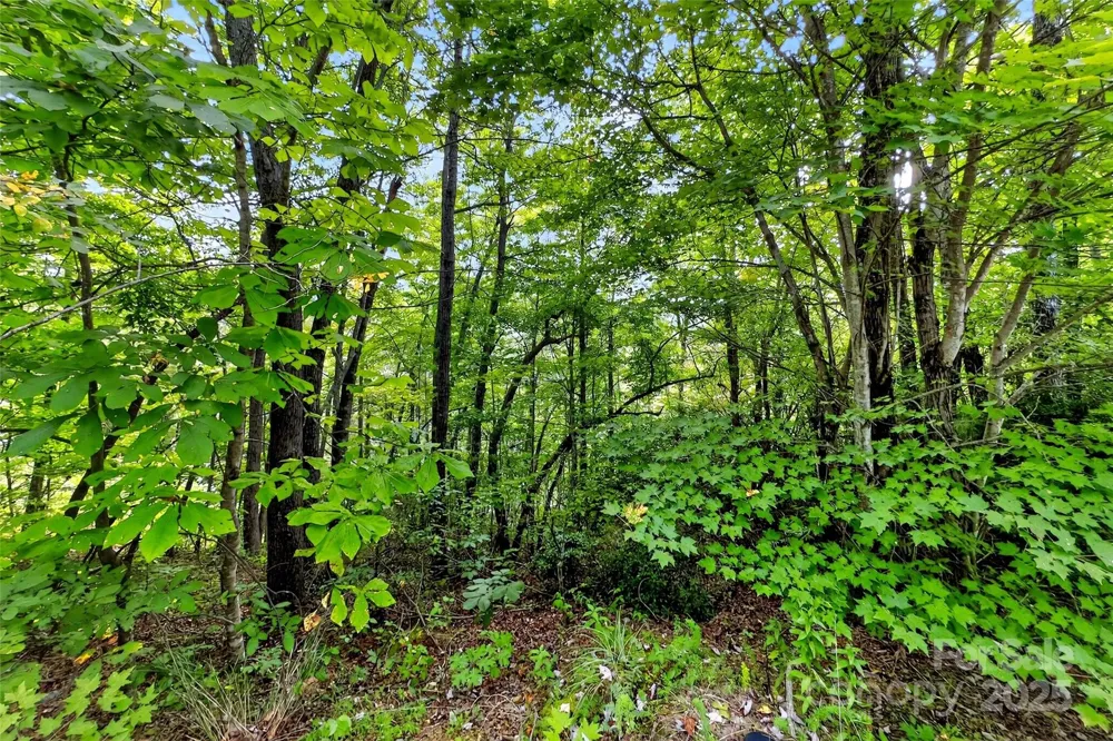 1696 Catawba Falls Parkway #190 Black Mountain, NC 28711