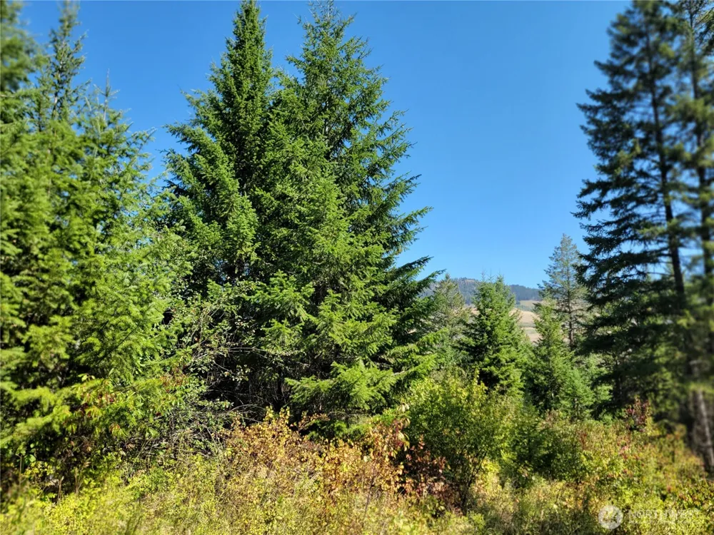 9999 Lone Ranch Rd Danville, WA 99121