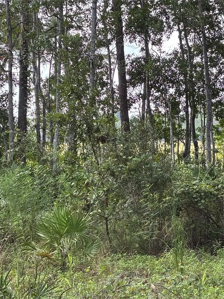 246 BROWNS HAMMOCK ROAD Crescent City, FL 32112