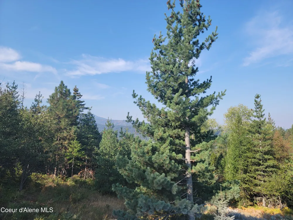 Lot J Frosty Lane Pinehurst, ID 83850
