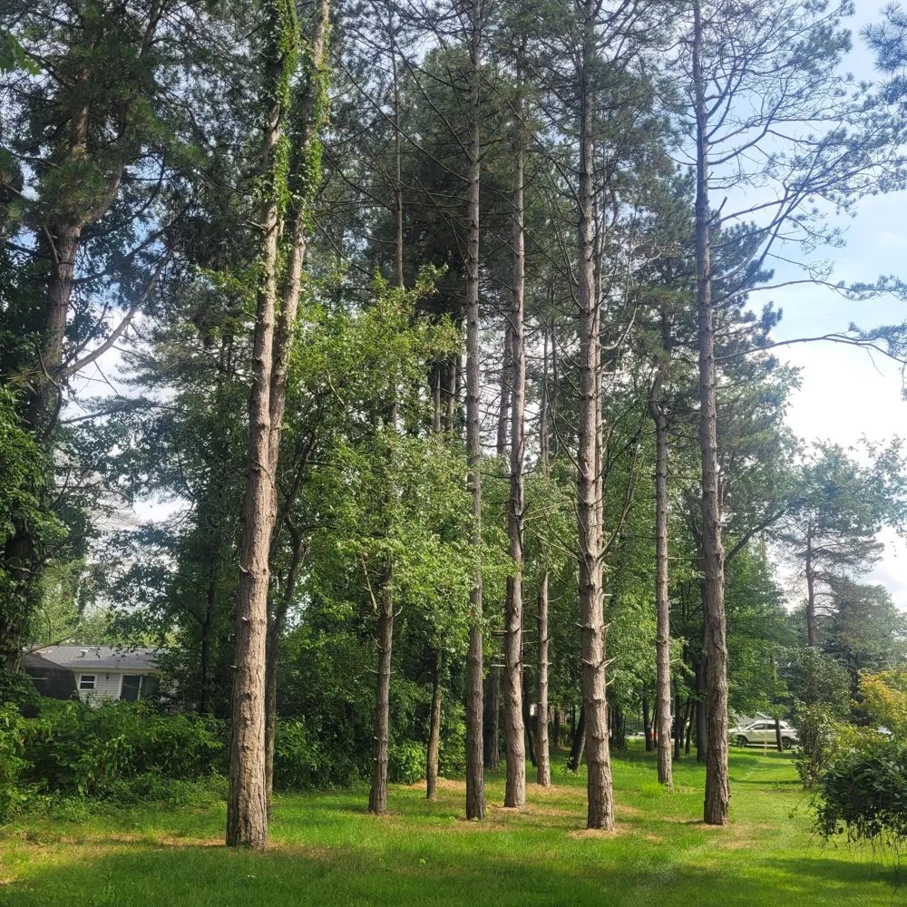 11348 Oakwood Drive Jerome, MI 49249