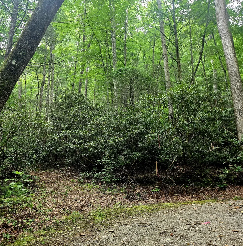 Holder Cemetery Road Tellico Plains, TN 37385