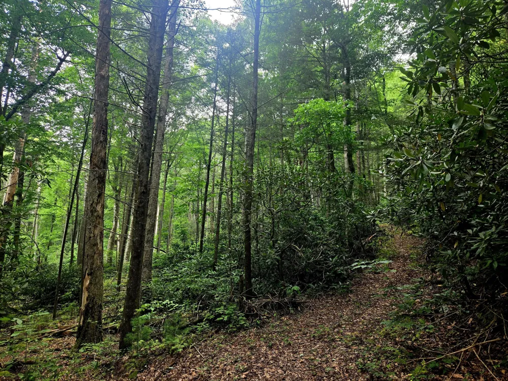 Holder Cemetery Road Tellico Plains, TN 37385