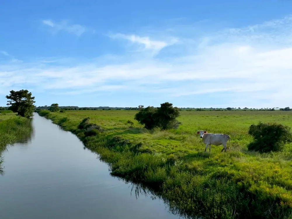 Hwy 65 Anahuac, TX 77514